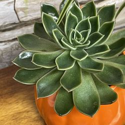 Succulent Echeveria Miranda House Plant In Pumpkin Ceramic Cup 4"H.