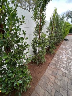 🌿Ficus 🌿
