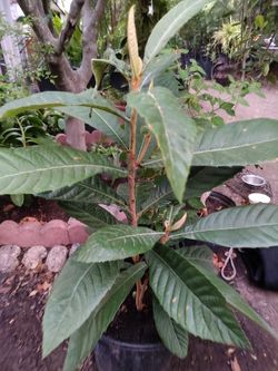 Loquat tree ( níspero )