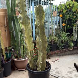 Beautiful Cactus for sale make me an offer