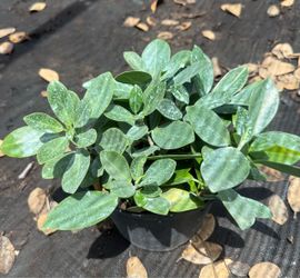 Green Island Ficus – 1 Gallon
