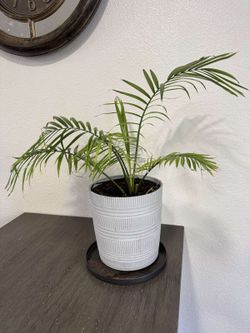  houseplant - Majesty Palm