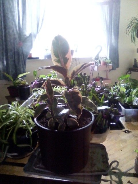 House Plants