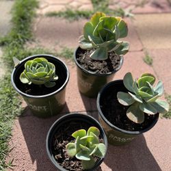 Succulents