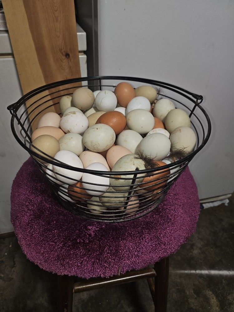 Freerange Chicken Eggs