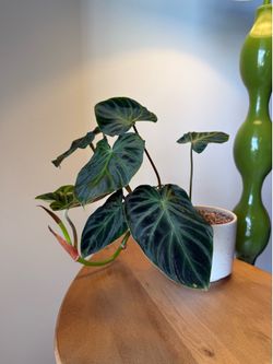 Beautiful Philodendron Gloriosum in Ceramic Planter