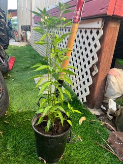 Chiltepin plant