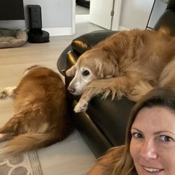 Dog & Cat Boarding 