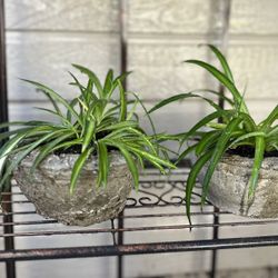 Handmade Hypertufa Concrete Pot With Spider Plant -$10 Each 
