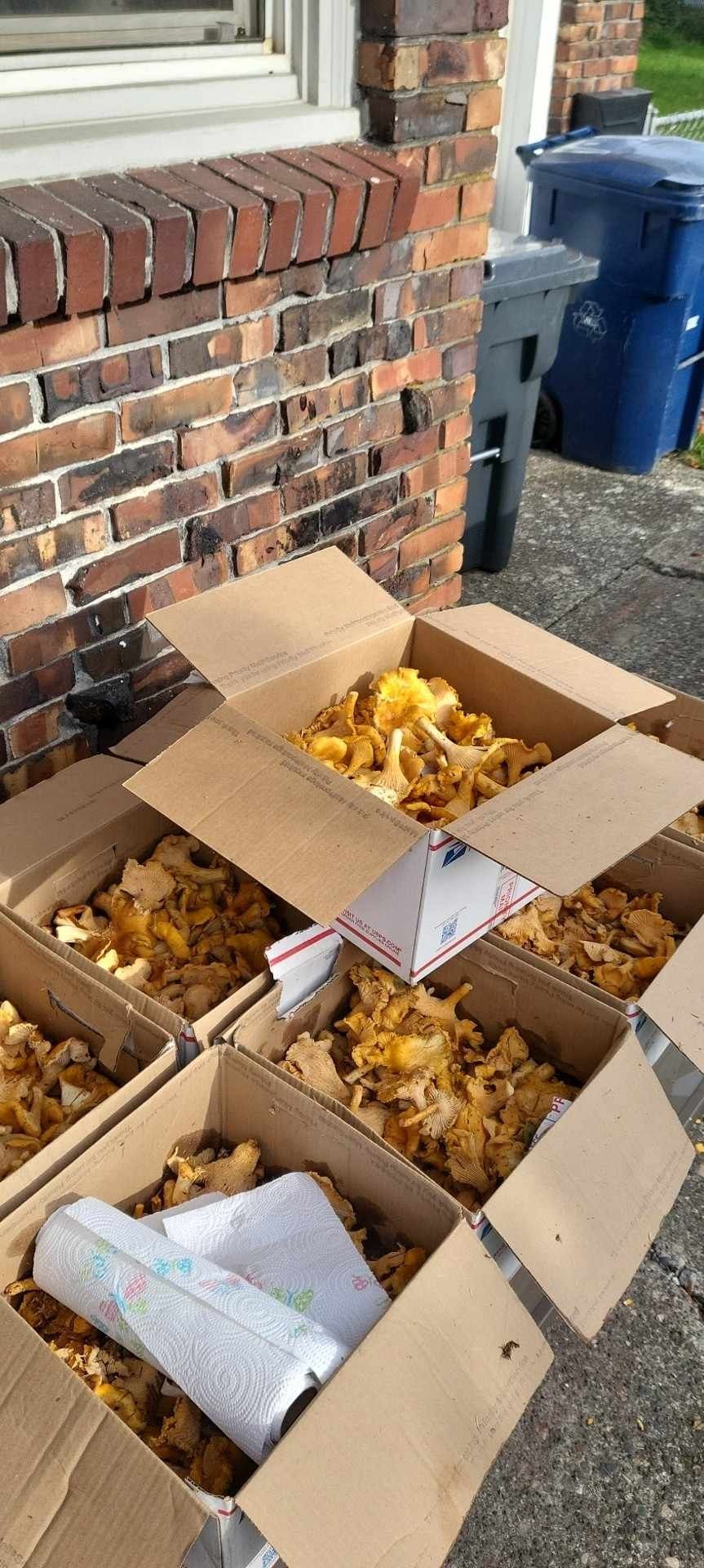 Chantrell Mushrooms