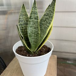 Snake Plant In 6 Inch Pot