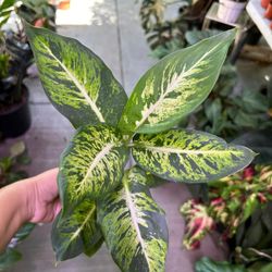 4” Dieffenbachia Sublime 