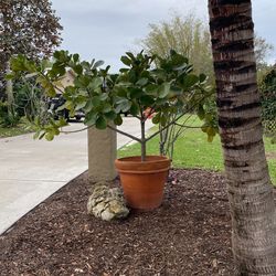 diy fertilizer for indoor plants Houseplants Alive! Houseplant Fertilizer main image 0