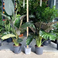 10” Alocasia Regal Shield 3.5+FT Tall $74.99 🖤💜💚
