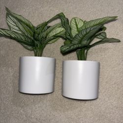 Set of two potted plants