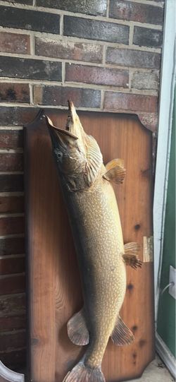 2 Mounted Fish Taxidermy on Wood Plaque