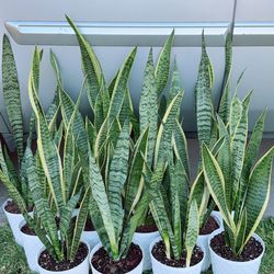 Snake Plant 🪴 $10 each