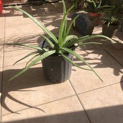 Aloe Vera Live Plant