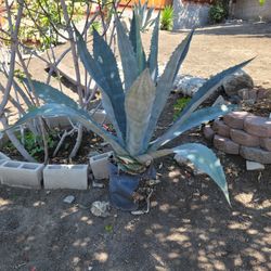 Agave Plant