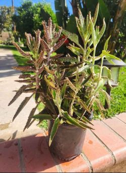 Kalanchoe Mother Of Thousand Suculent Plant Medesinal