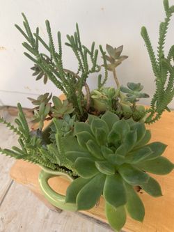Plants 🪴