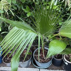 Palm Tree In Pot 