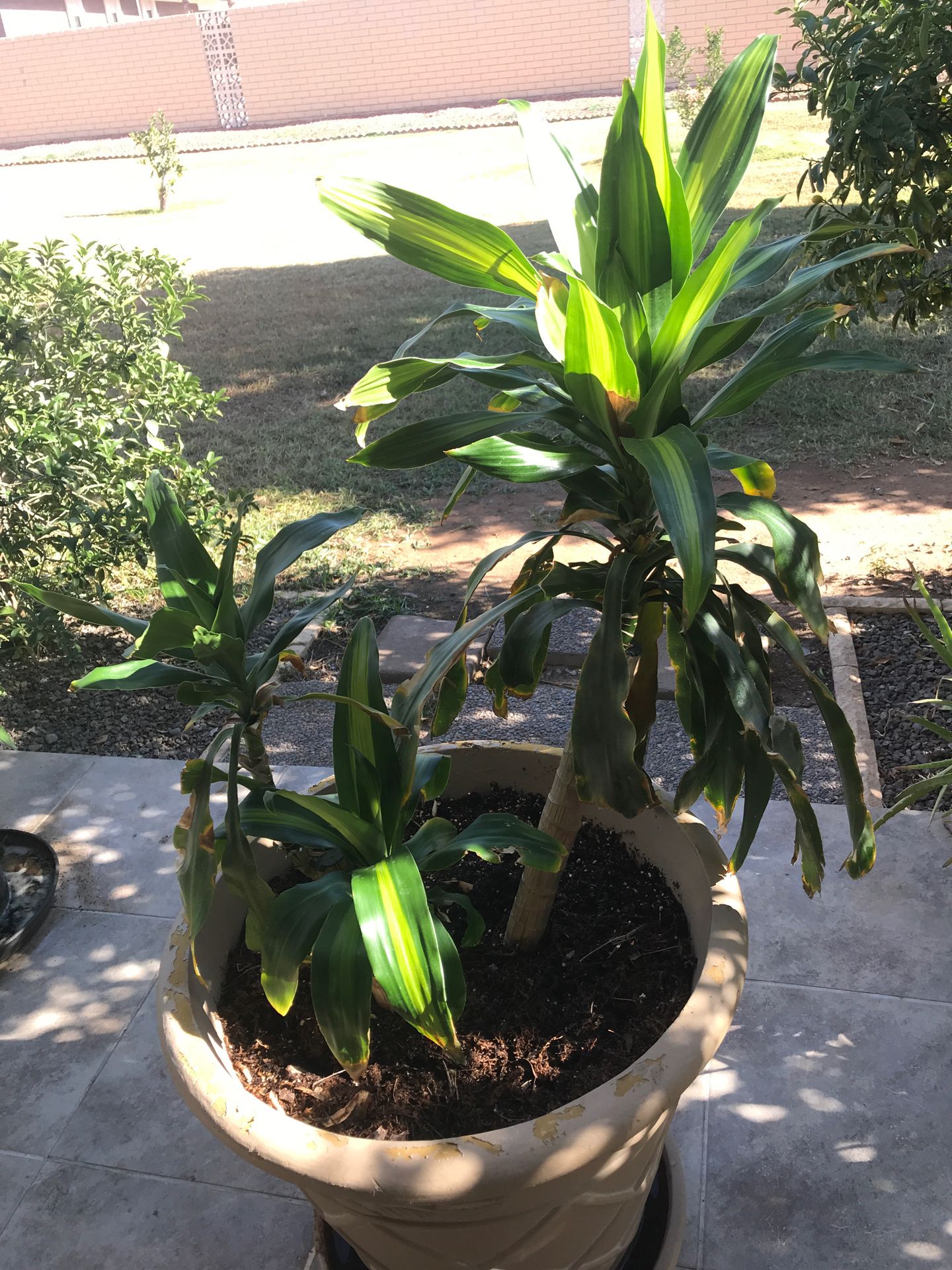 Large 36” Corn Plant (Pot not included)