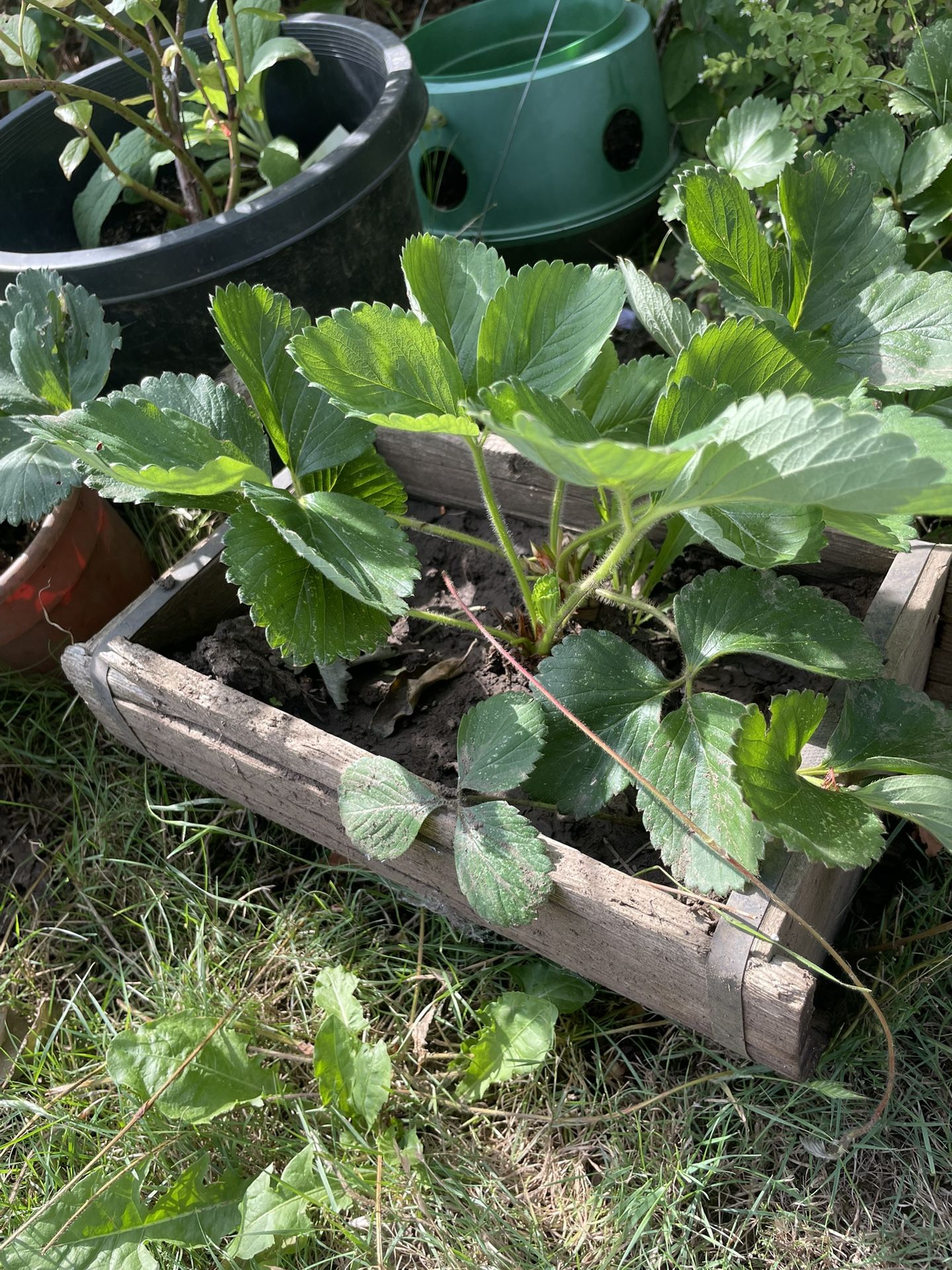 Strawberry Plants π