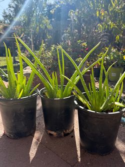 Aloe Vera in gal pot, each $5
