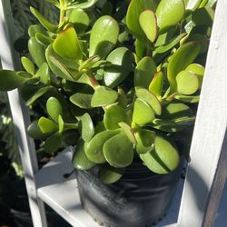 Planta De Jade Saludable .