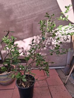 5FT KEYLIME TREE (read description