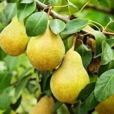 Bartlett Yellow Pear Trees