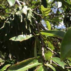 Soursop Tree /papaya Tree/longan Tree