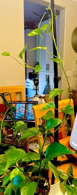 Golden Pothos (Epipremnum Aureum)