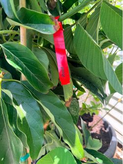 Reed Avocado 🥑 Tree