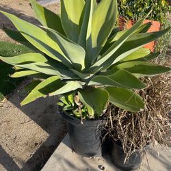 Fox Tail Agave