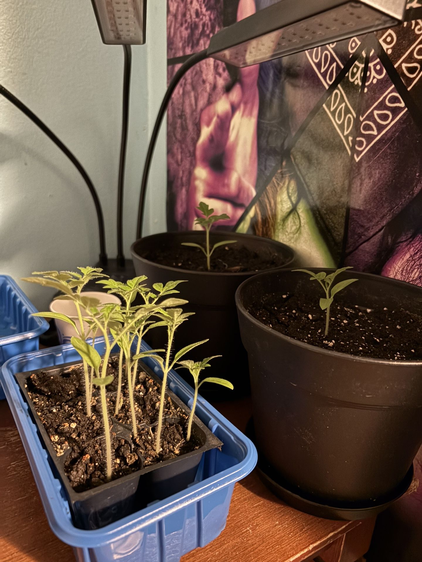 Cherry Tomato Seedlings $3 Per Plant