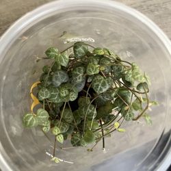String Of Hearts Plant