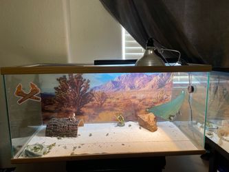 Baby bearded dragon with enclosure
