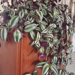 Tradescantia Zibrina 