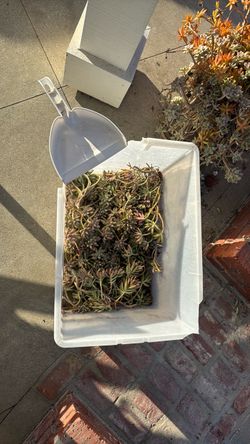 Succulents huge box for $10