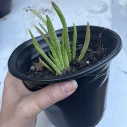 Baby Aloe
