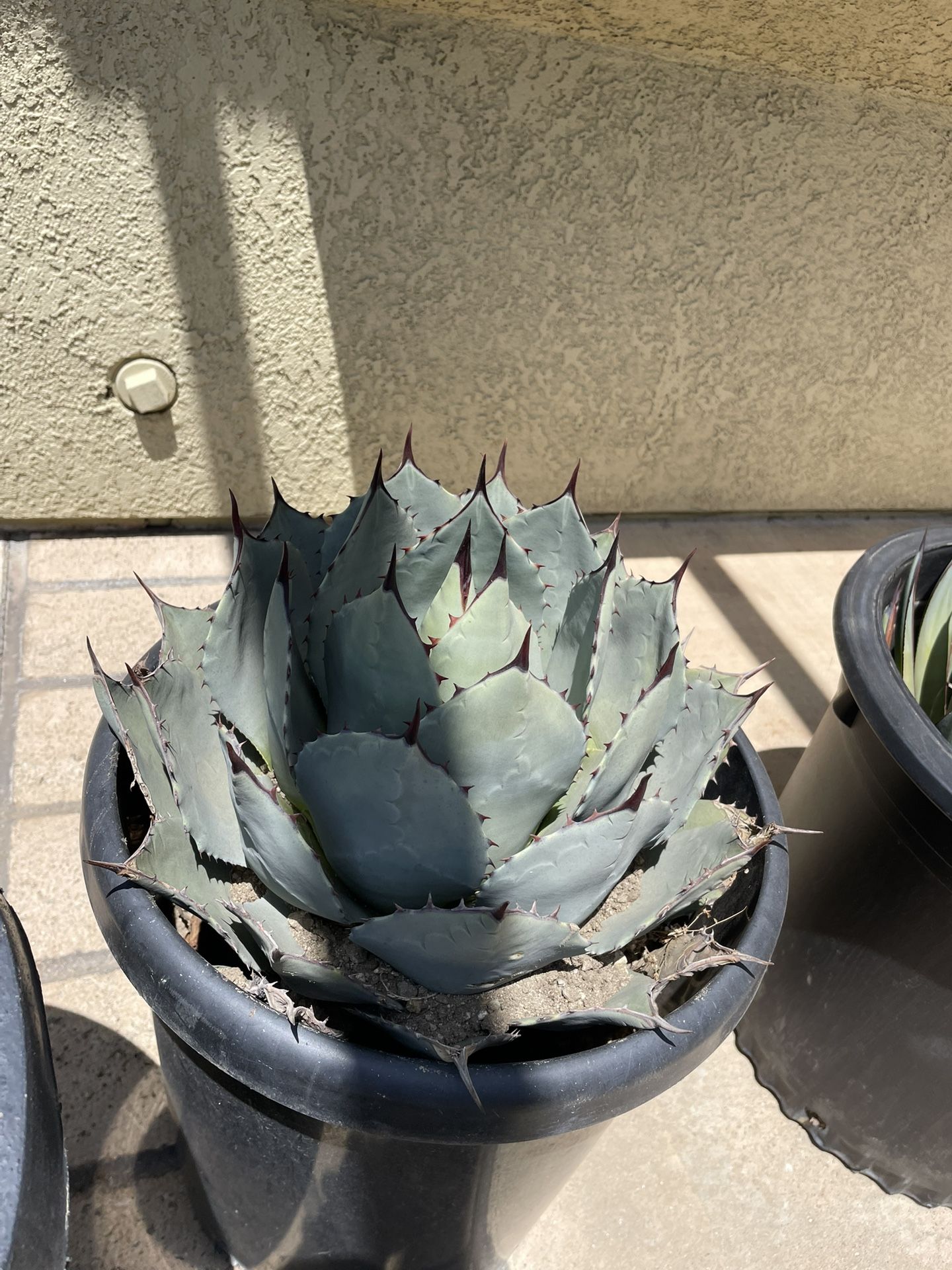 Succulent Plant
