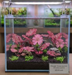 Lotus tiger aquarium plants $20 each