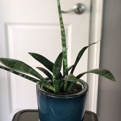 Sanseviera Snake Plant