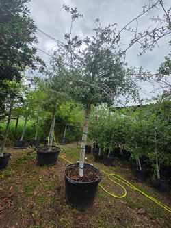 Empire Live Oak Tree 45gallones 11ft Tall