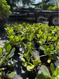 1 Gallon Clusia Plants