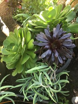 Planta de suculenta de varios tipos