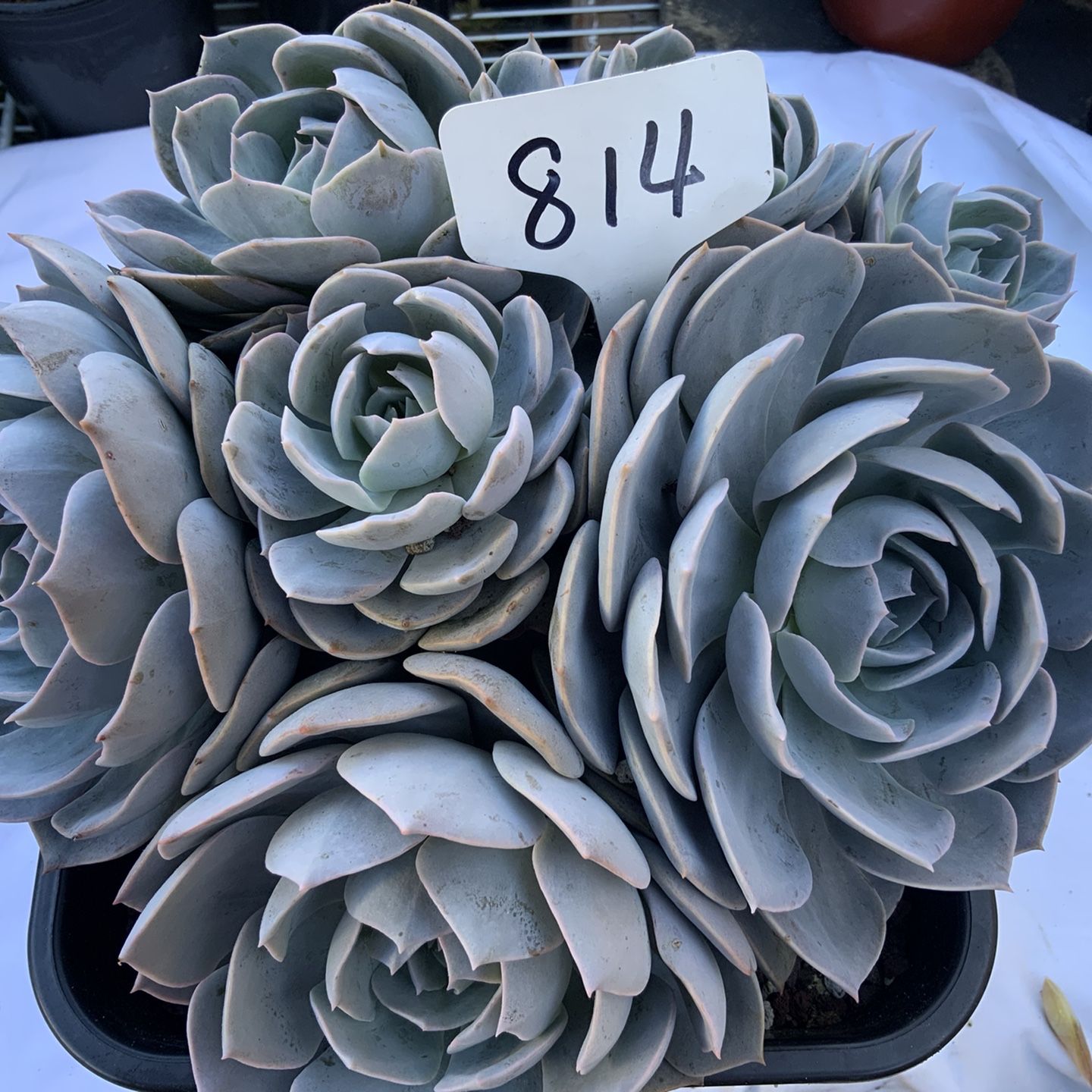 #81#。 8in pot。Succulents。$30/pcs