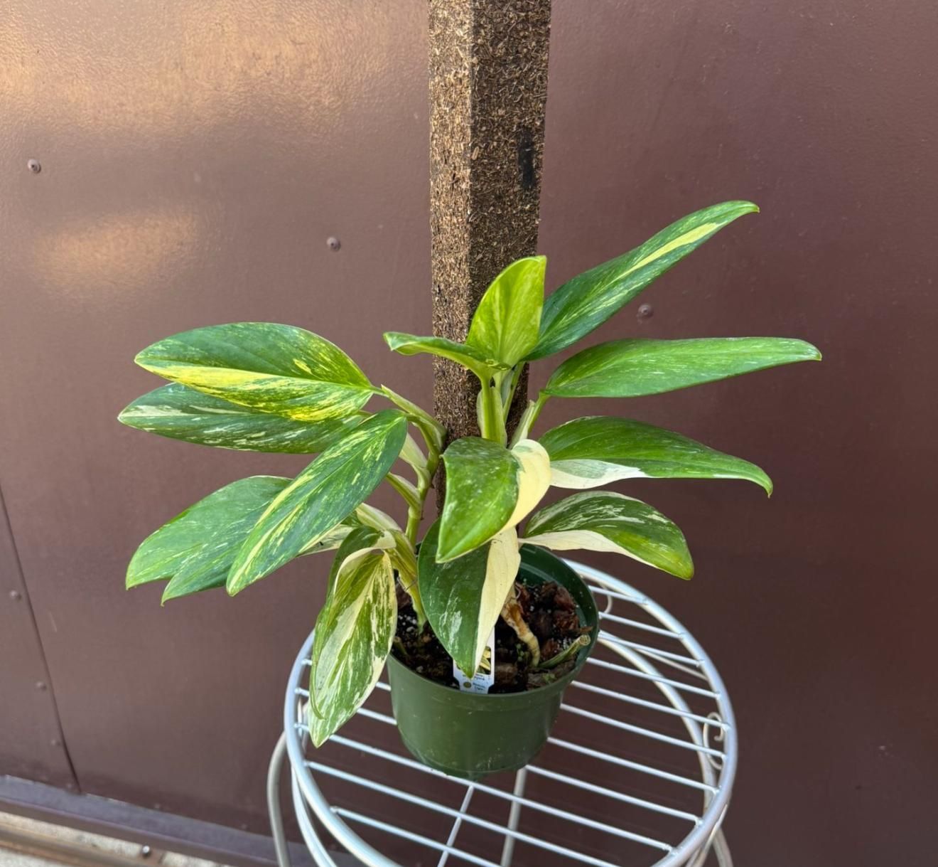 6” monstera standleyana aurea double plant 
